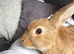 Male Lionhead x Lop