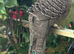 Gray pecock pheasant