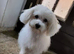 BEAUTIFUL TINY MALTIPOO GIRL