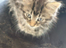 Maine coon x kittens both male £200 to go together