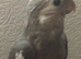 hand reared baby cockatiels