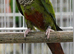 Rare grey Breasted Conures