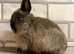 Netherland Dwarf Baby Girls