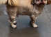 Bowwows-DG dog grooming Bloxwich walsall