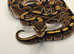 Special 100% het Axanthic TSK