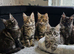 Maine Coon Kittens