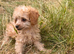 Toy poodle x miniature poodle