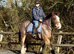 14.1 Bay rising 5 yr old solid cob mare