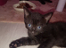 Mixed breed female kittens all black,
