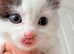 Stunning male black and white kitten