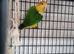 Female yellow thighed caique