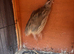 Japanese quails