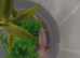 Albino axolotl