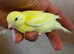 Canaries for sale