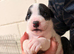 Lovely Jack Russell puppies for sale, 3 girls and 1 boy