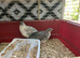 Jumbo quail Egyptian pharaoh