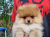 2 boy pomeranian