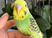Hand tame female baby budgie