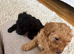 Toy poodle pups for sale