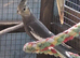 Cockatiel pairs and spare males