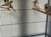 Bengalese finches