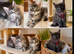 Gorgeous Reg. Maine Coon kittens from HEALTH TESTED PARENTS.