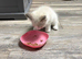 1 rare cream bicolour male left