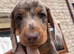 Super cute mini dachshund pups