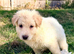 White Pedigree German Shepherd Puppies