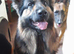 Last  girl Long hair German Shepherd