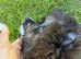 Pomeranian puppy