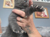 Grey ragdoll for sale in Lancaster