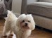 Female adult Maltese