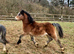 Welsh section A colt yearling