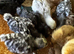 Silkie-Orpington-Easter Egger-Americana-Olive Egger-chicks etc