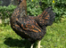 Pure breed large fowl hens