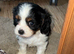 Tri colour King Charles cavalier