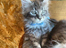 2 Stunning male. Mainecoon kittens