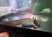 Axolotl available