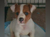 8 weeks old jack russell puppies for sale
