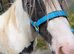 Striking 2 Year Old Cob Filly - Quality youngstock