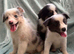Stunning border collie pups
