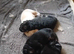 4 longhaired Germanshepherds looking for new homes