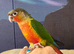 Hand reared tame yellowsided gcc (11)