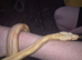 Cb25 albino motley female boa