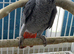 Baby African grey