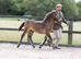 Top class exmoor foal