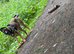 Belgian shepherd