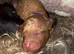 8 gorgeous cockapoo puppies. 6 boys 2 girls