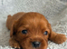 Beautiful Cavalier King Charles puppies